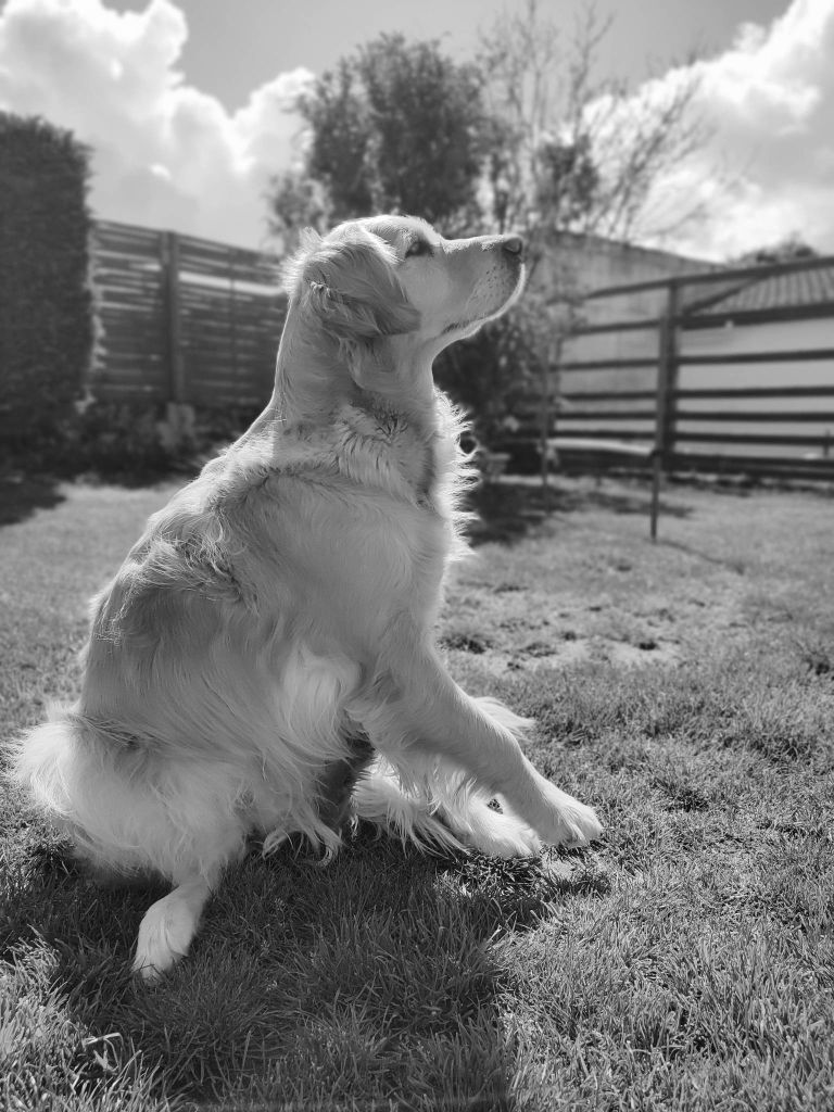 Oskadog Odalys